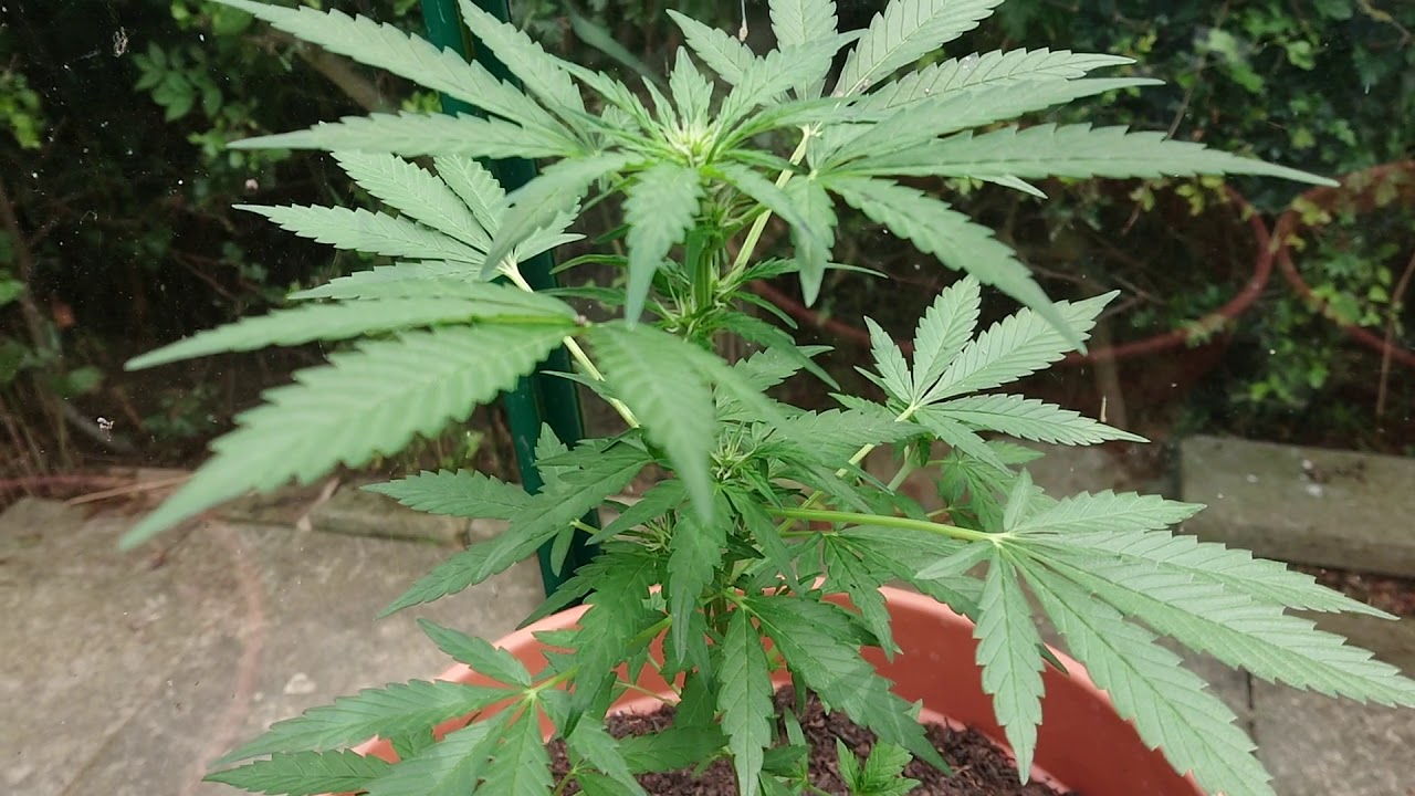 StarDawg (Auto) begining to flower (60 days)