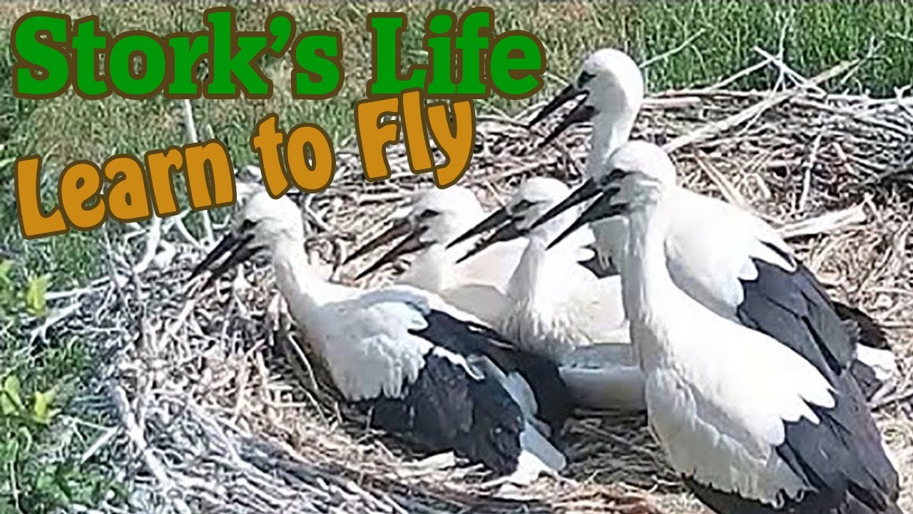 Stork learns to fly - A gólya repülni tanul - Birdmania Dömös, Hungary - 2021.07.05 @TamasBirds