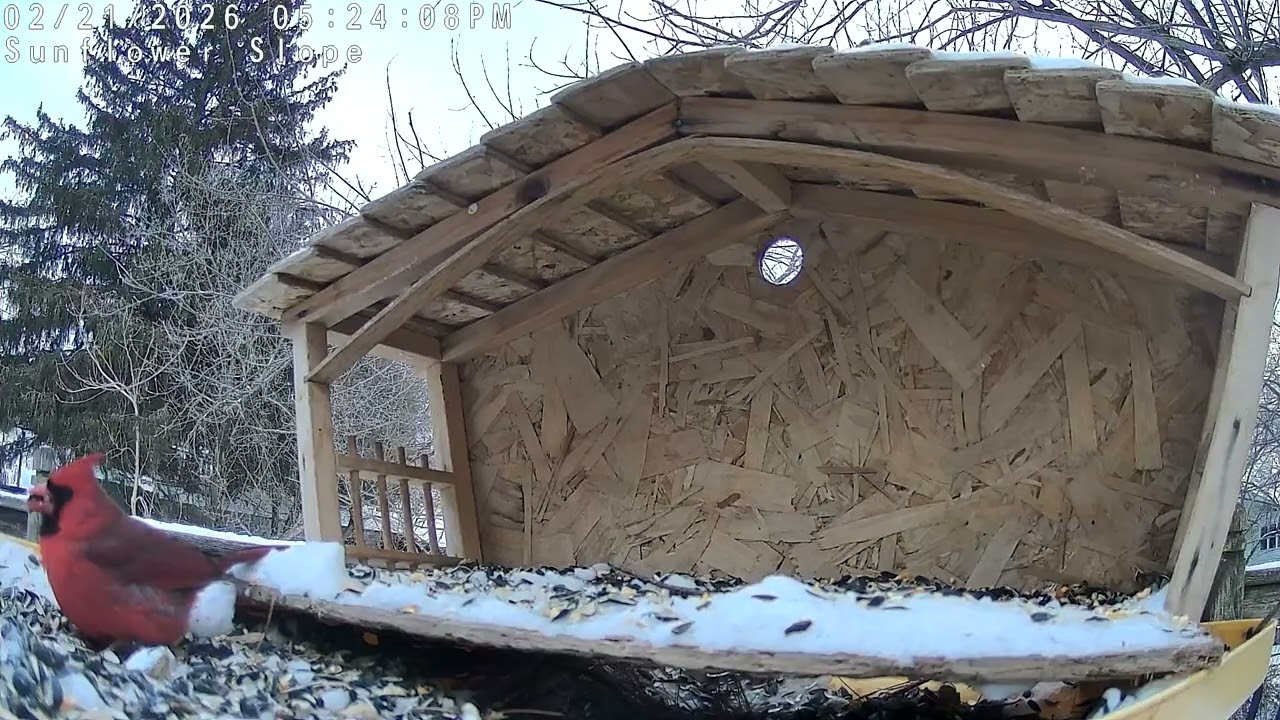 Sunflower Slope Cardinal