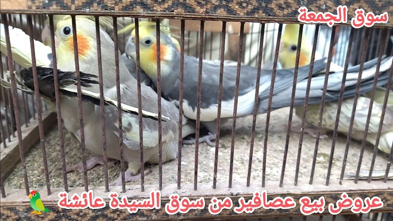 عروض بيع عصافير من قلب سوق الجمعة بالسيدة عائشة عصافير بأرقام أصحابها 🦜💣🔥