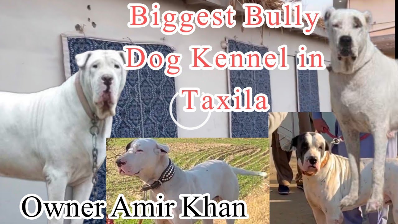 Biggest Bully Dog Kennel in Taxila || Owner Amir Khan || Great Man