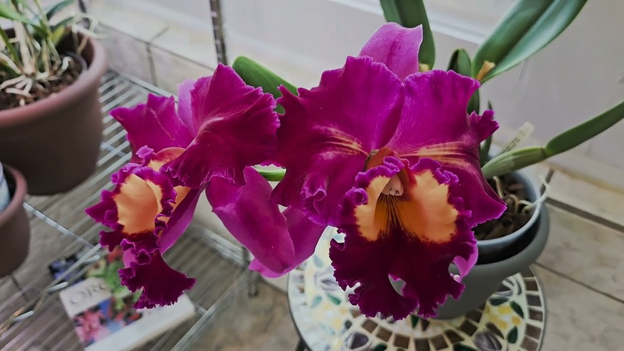 How I Fertilize My Orchids in Spring & Summer!