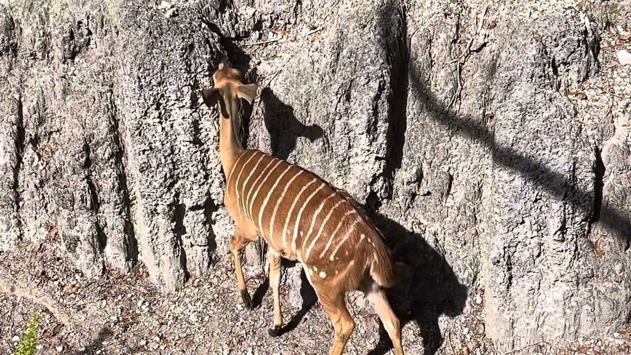 Nyala Asian Animals 🥰