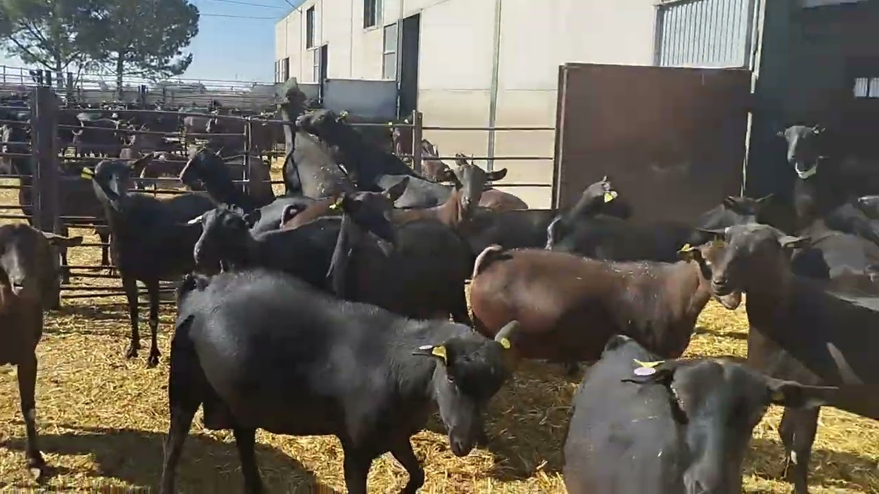 المركز العالمي الإسباني لسلالة مورسيانو غرناطي cabra Murciano-granadina