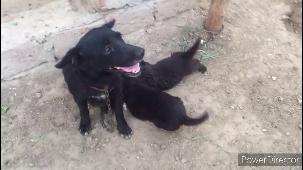 Dog mom nursing their cute baby puppies