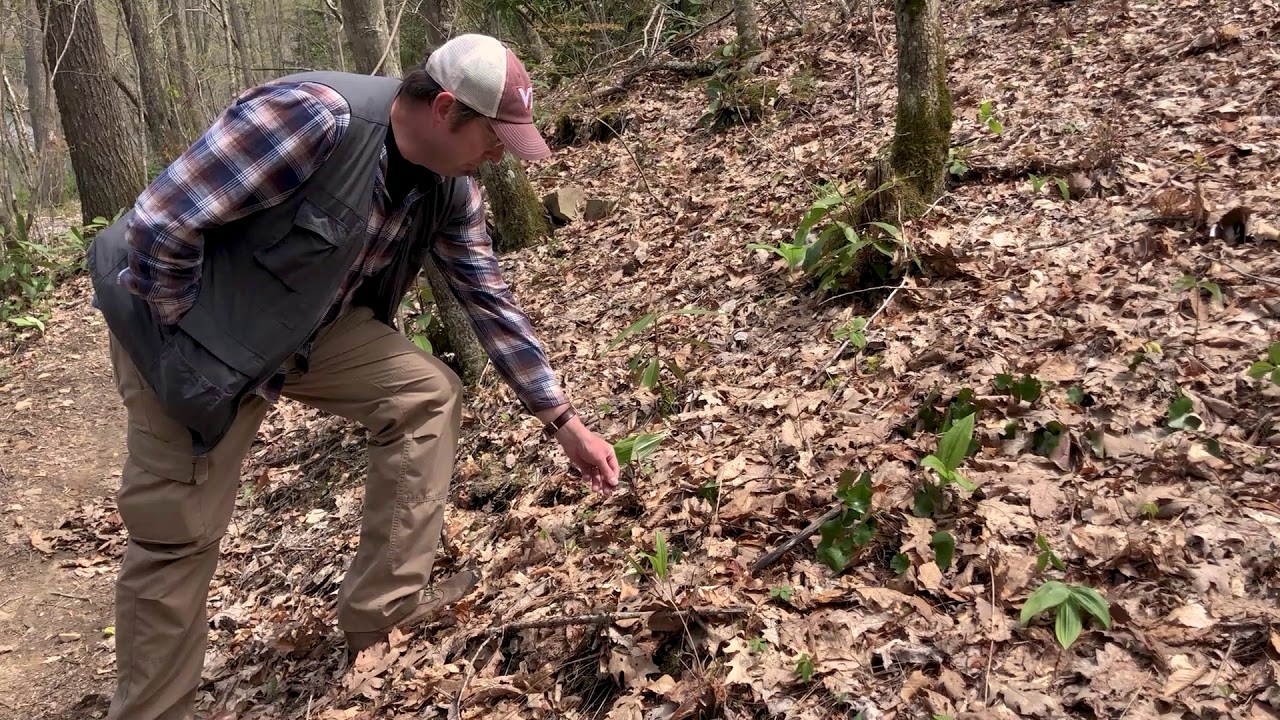 Digital Outdoor Chat: Plants and Wildflowers of High Knob