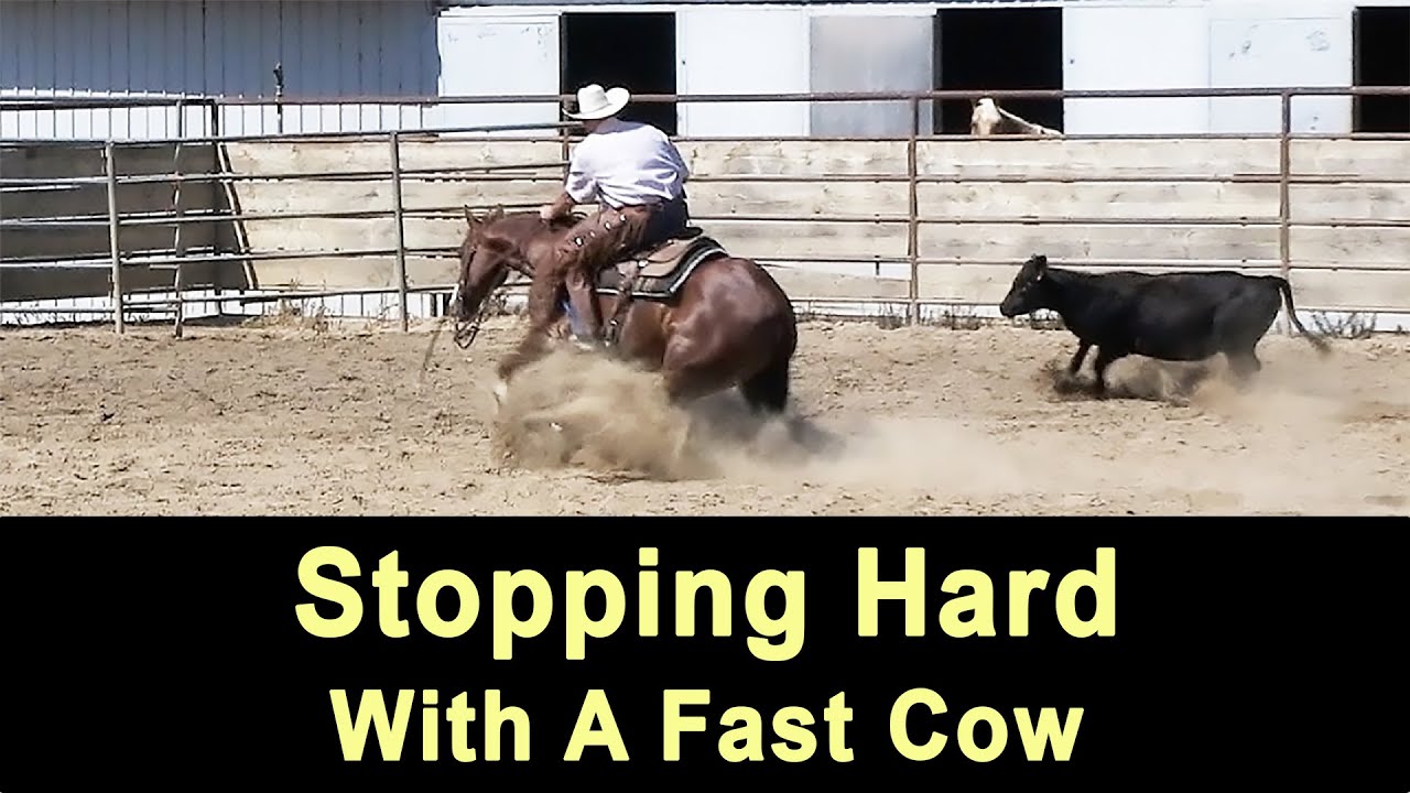 Cutting Horse Stopping Hard With A Fast Cow - Cutting Horse Training & Reined Cow Horse Training