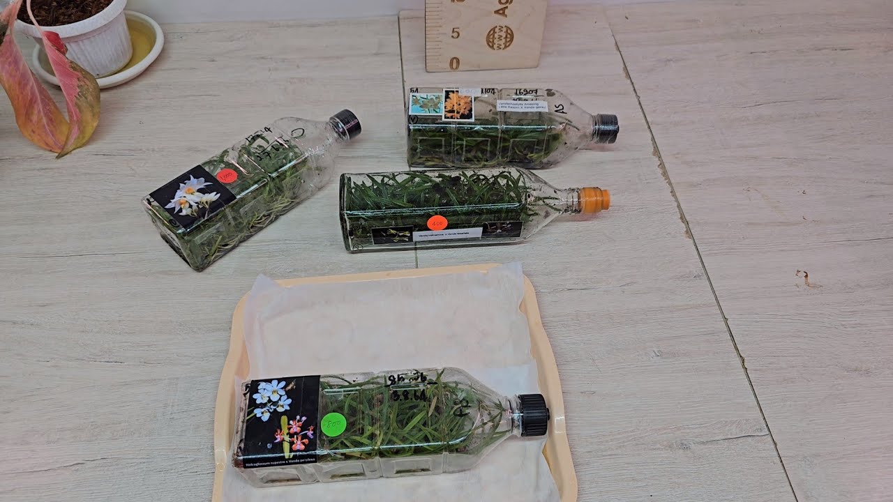 Орхидеи во Фласки. Посадка. Результат адаптации.