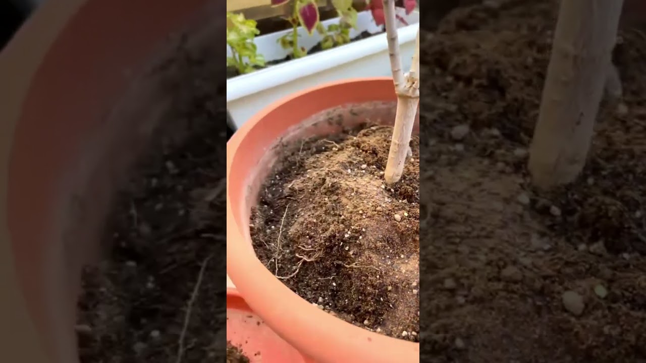 طريقة تسميد المراكن بالسماد العضوي (الخدمه الشتوية للاشجار)🌿