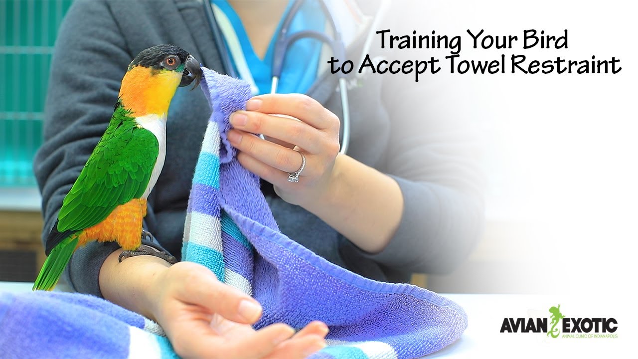 Training Your Bird to Accept Towel Restraint