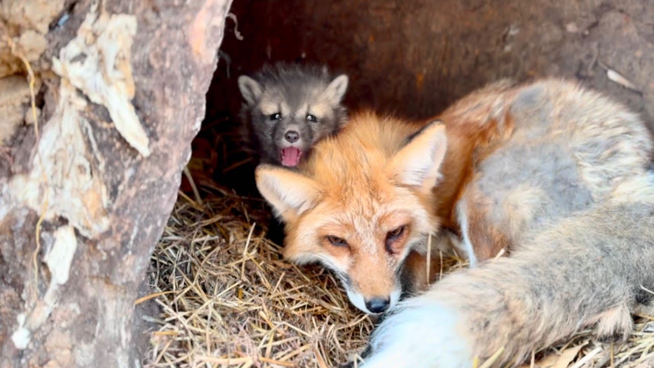 Разбито сердце! Лисица-мама 🦊 вернулась с охоты с пустыми лапами, и лисята 🦊 громко плакали.