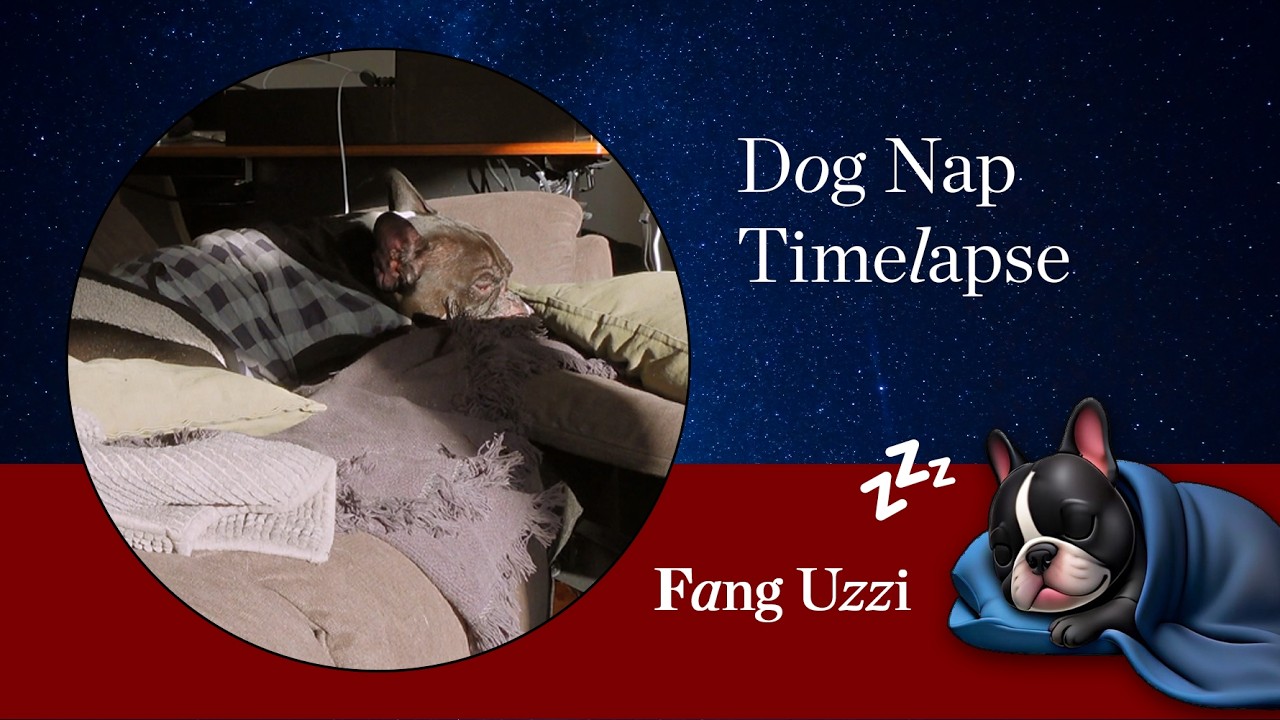 10 Minute Dog Nap Timelapse  🐾 Fang's Nap