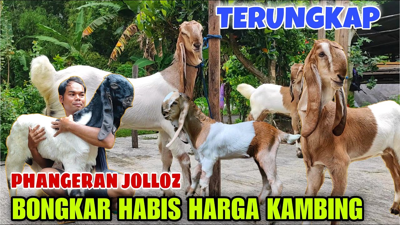 GELAR HARGA KAMBING TANPA SENSOR❗ASLI TANPA RAHASIA GAK BIKIN PENASARAN