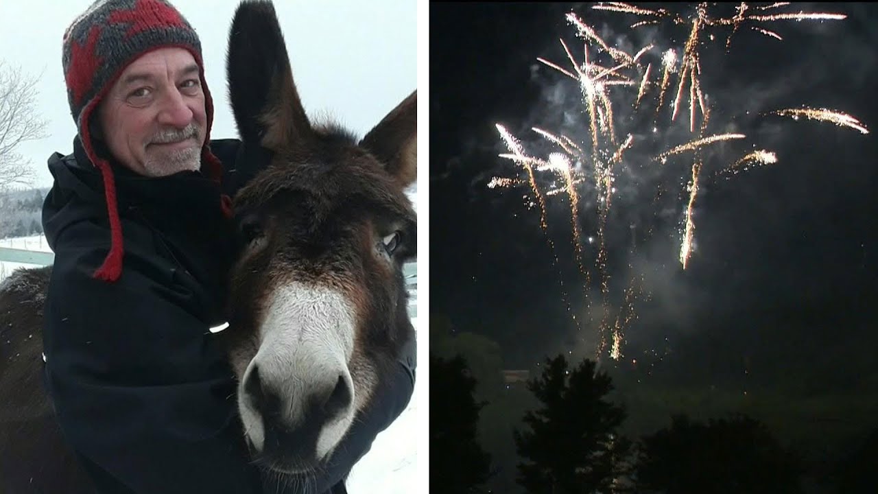 Nova Scotia man calls for fireworks ban in after death of beloved donkey