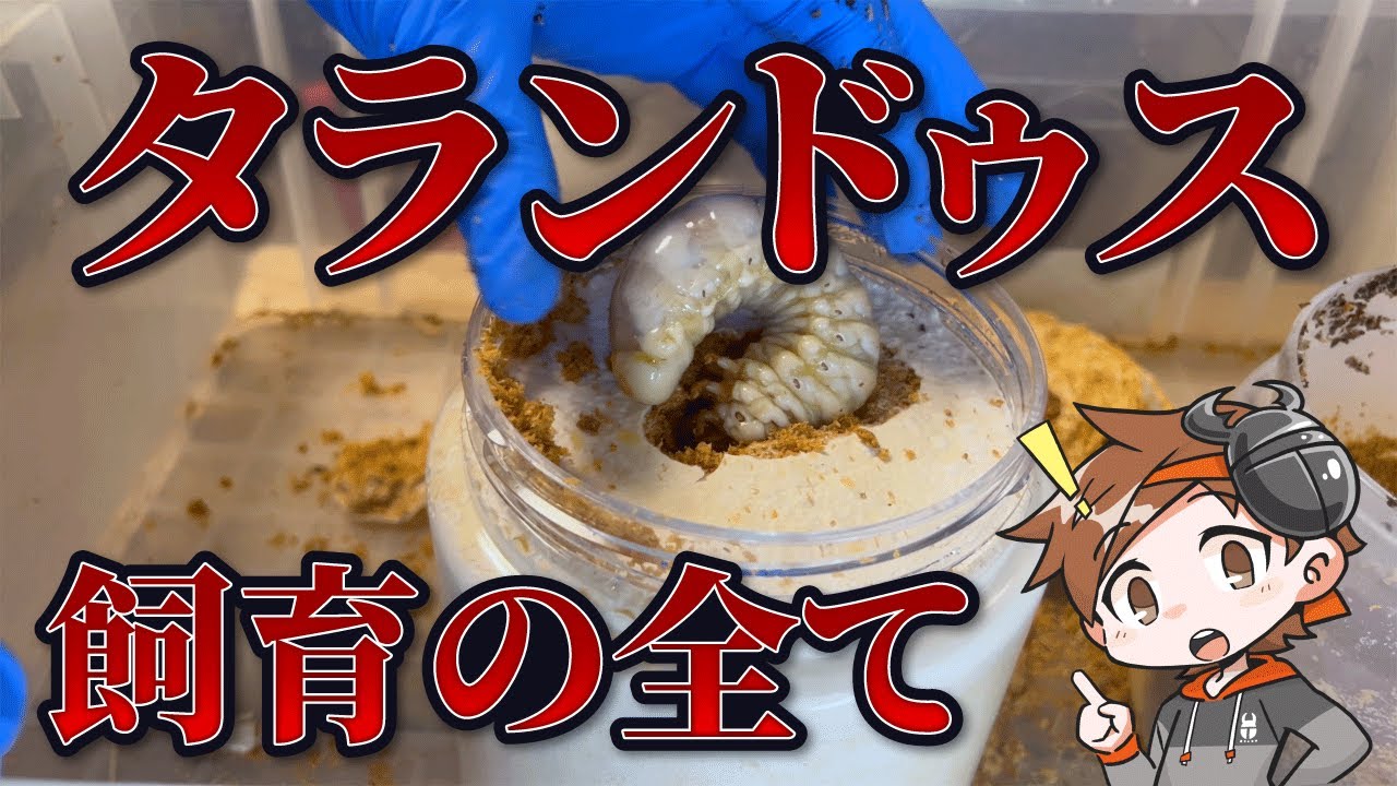 【タランドゥス】僕がやってる事すべて公表します。【クワガタ飼育】