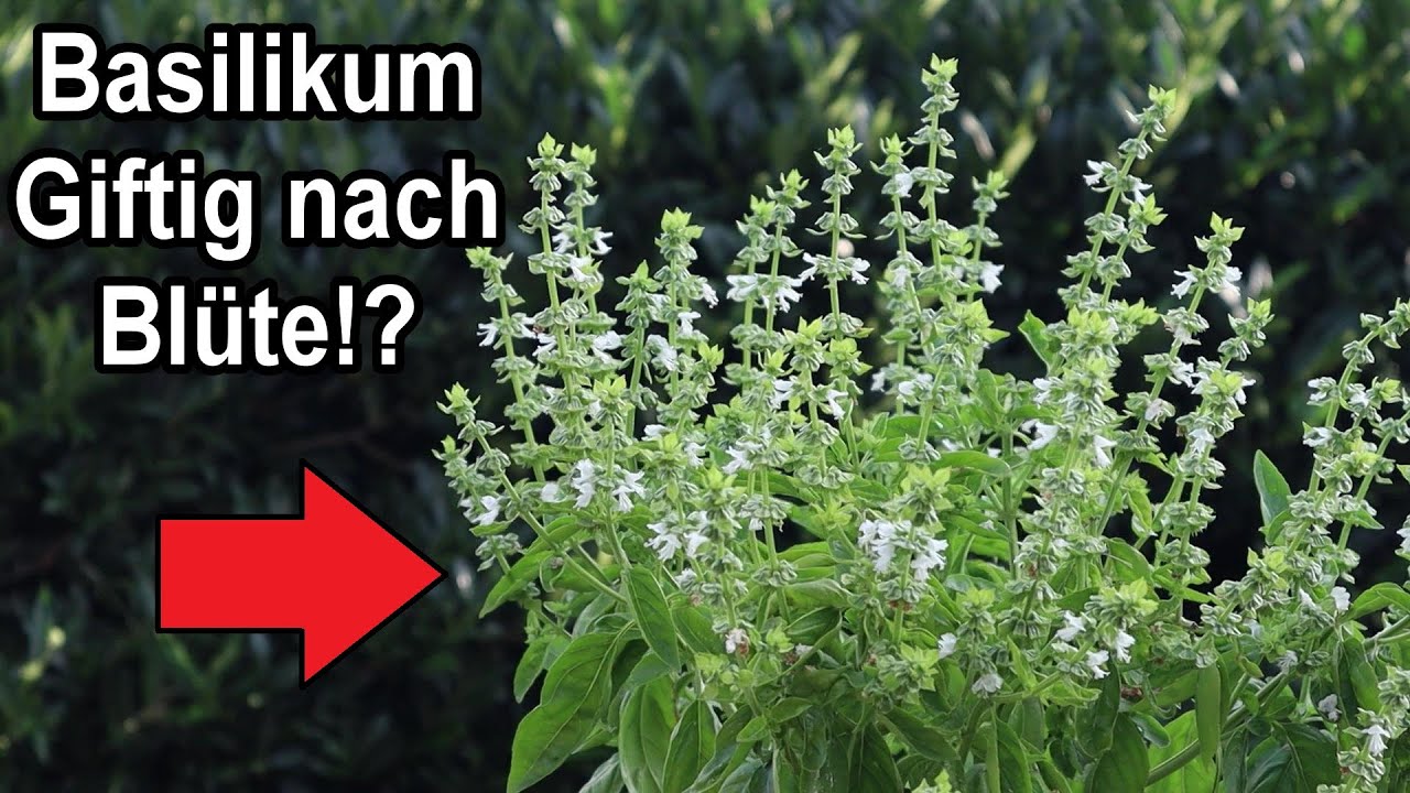 Basilikum schmeckt nach Bl&uuml;te bitter - Was tun?