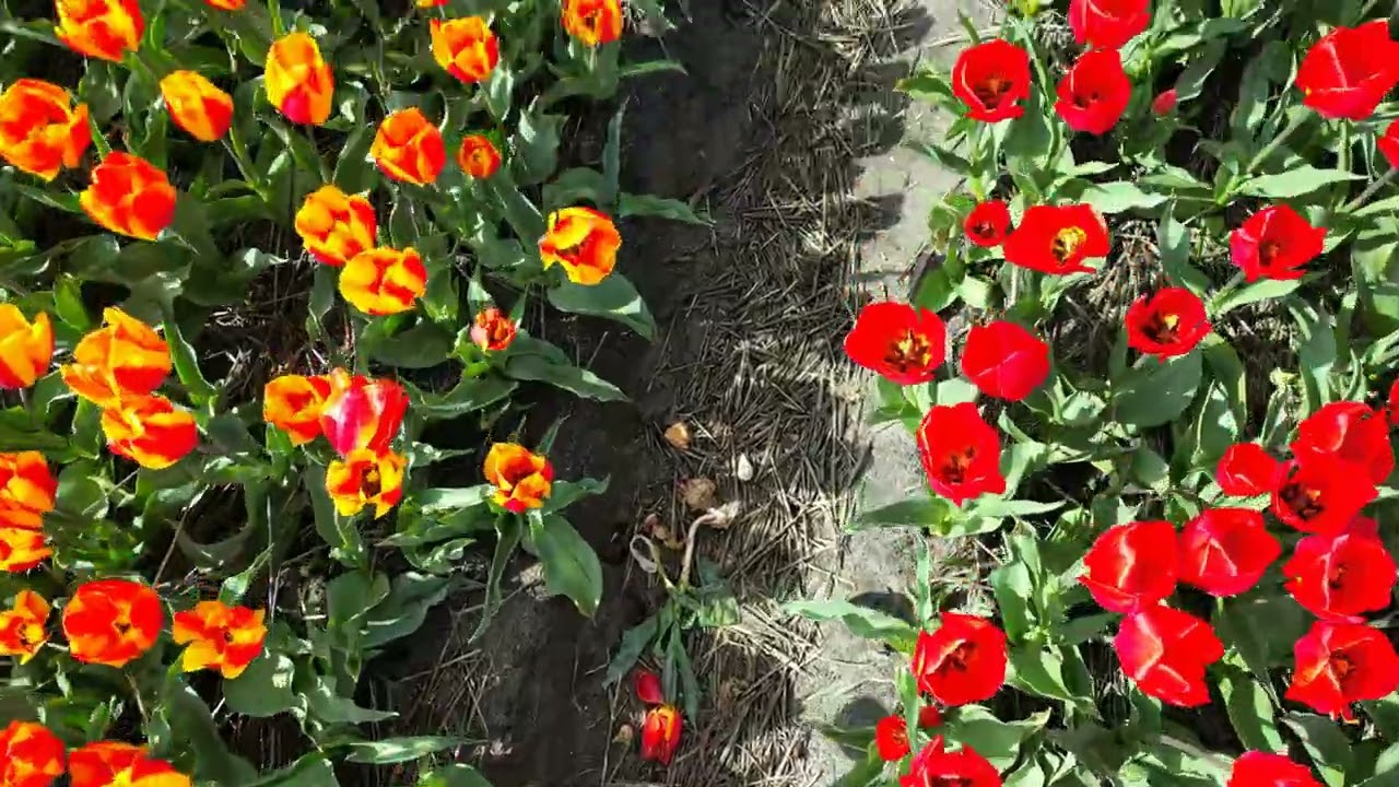 Admiring the tulips around the Keukenhof, Bollenstreek cycle route.