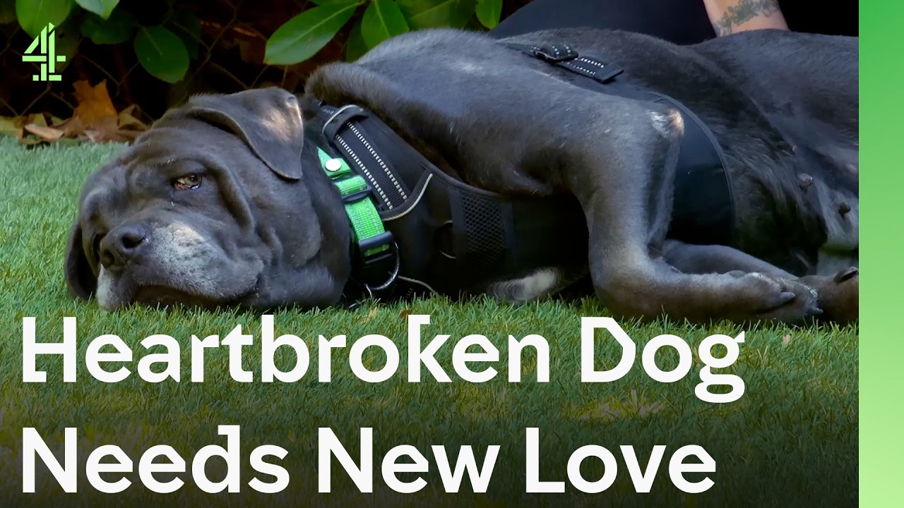 Собака породы Кане Корсо скучает по своей прежней хозяйке, но знакомится с новыми людьми | The Do...