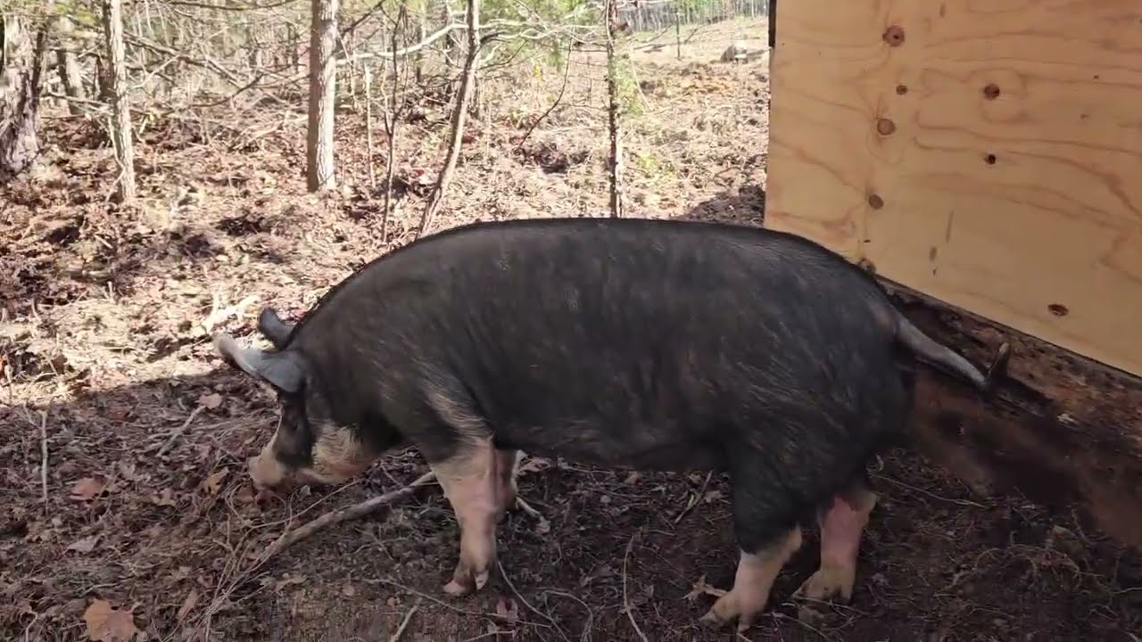 What do you do with pigs in the snow? Shelter and warmth for livestock on the homestead