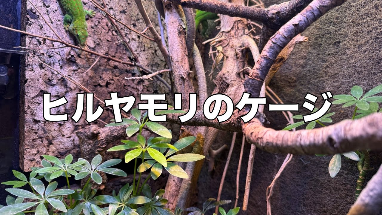 ヒルヤモリたちのケージ紹介
