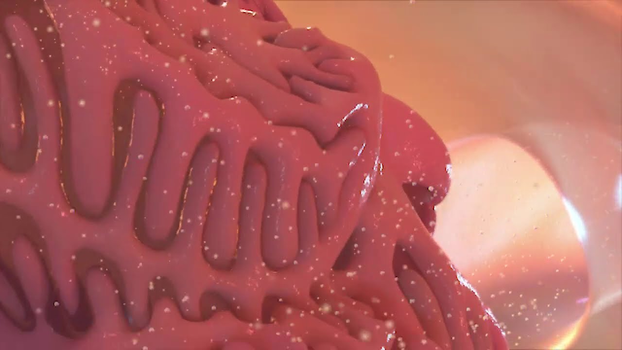 The Renal Corpuscle