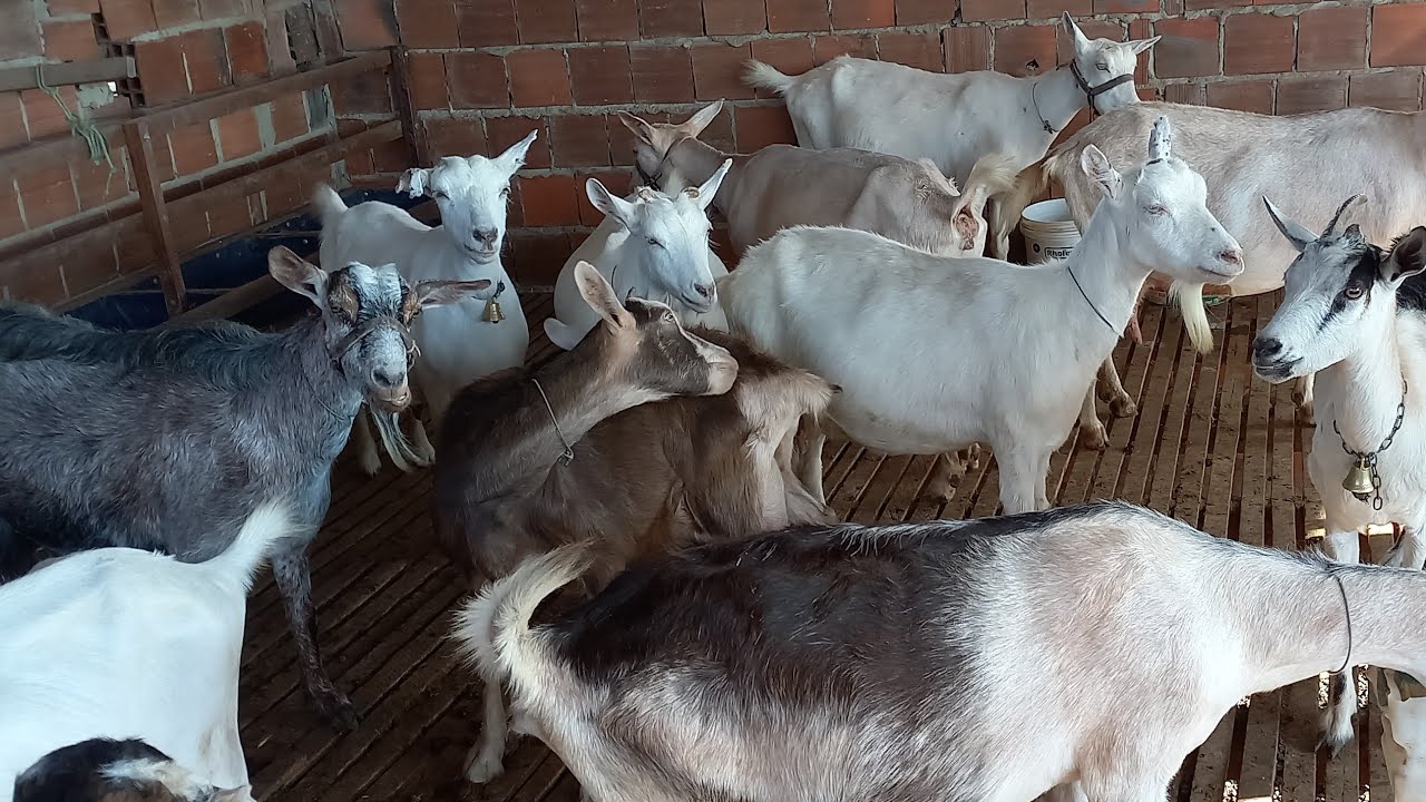 FUI VISITAR UMA CRIAÇÃO DE CABRAS LEITEIRAS NO AGRESTE PARAIBANO CAPRIL SANTA LUZIA