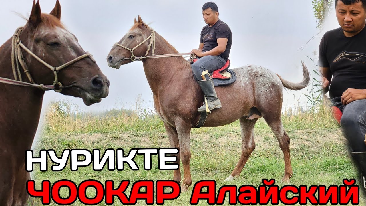 ЧӨӨКАР АЛАЙСКИЙ НУРИКТЕ