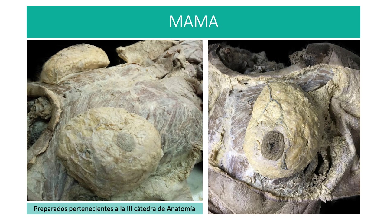 Mama y glándula mamaria.