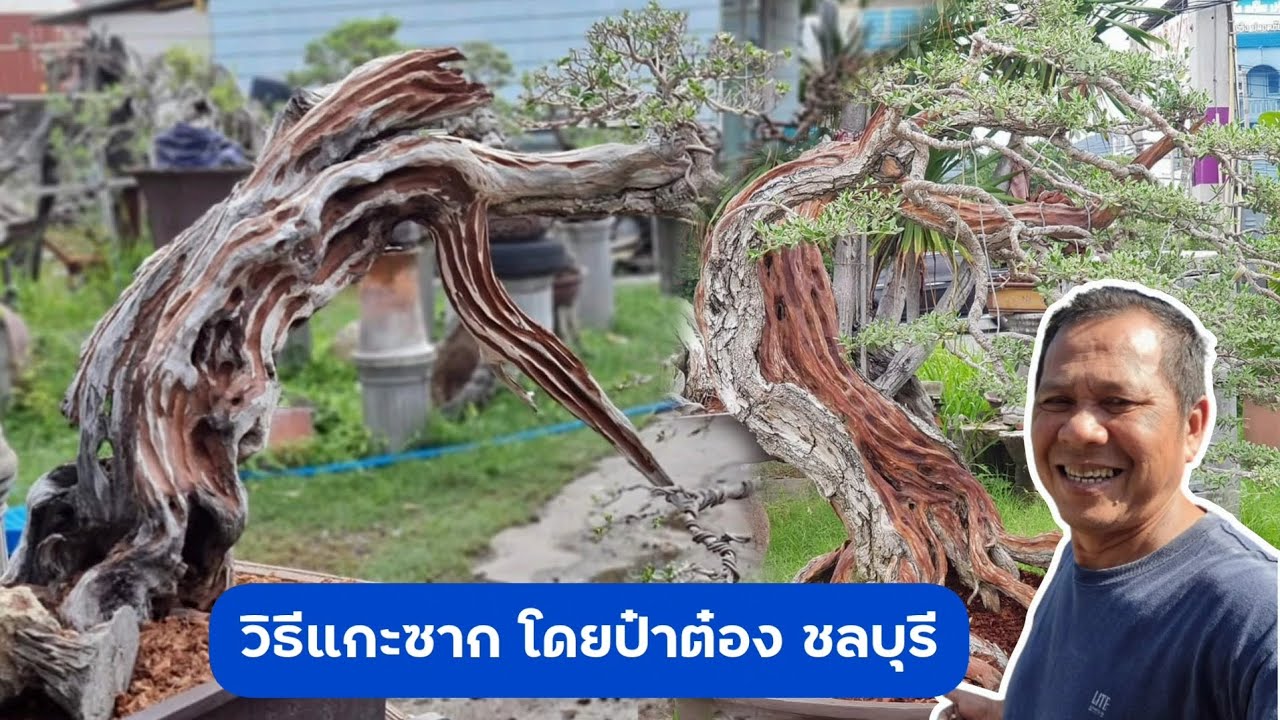 จะเล่นไม้ซากต้องรู้ วิธีการเจียซากเบื้องต้น
