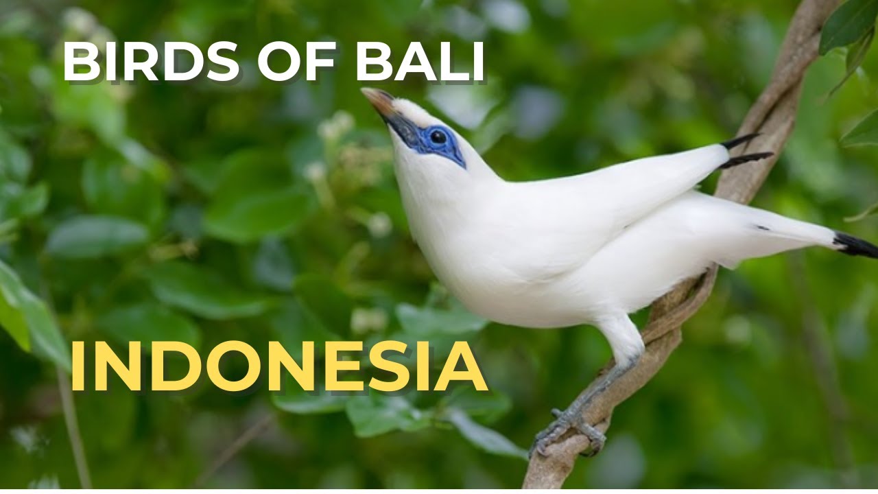 ПТИЦЫ БАЛИ - ИНДОНЕЗИЯ