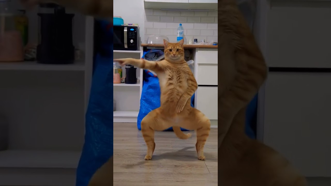 Marathi dancing Cat 😍😂🤭 ....