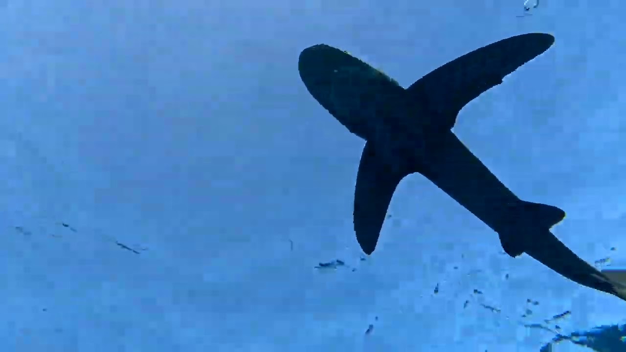 Diving Safari Rotes Meer 2024 UHD movie