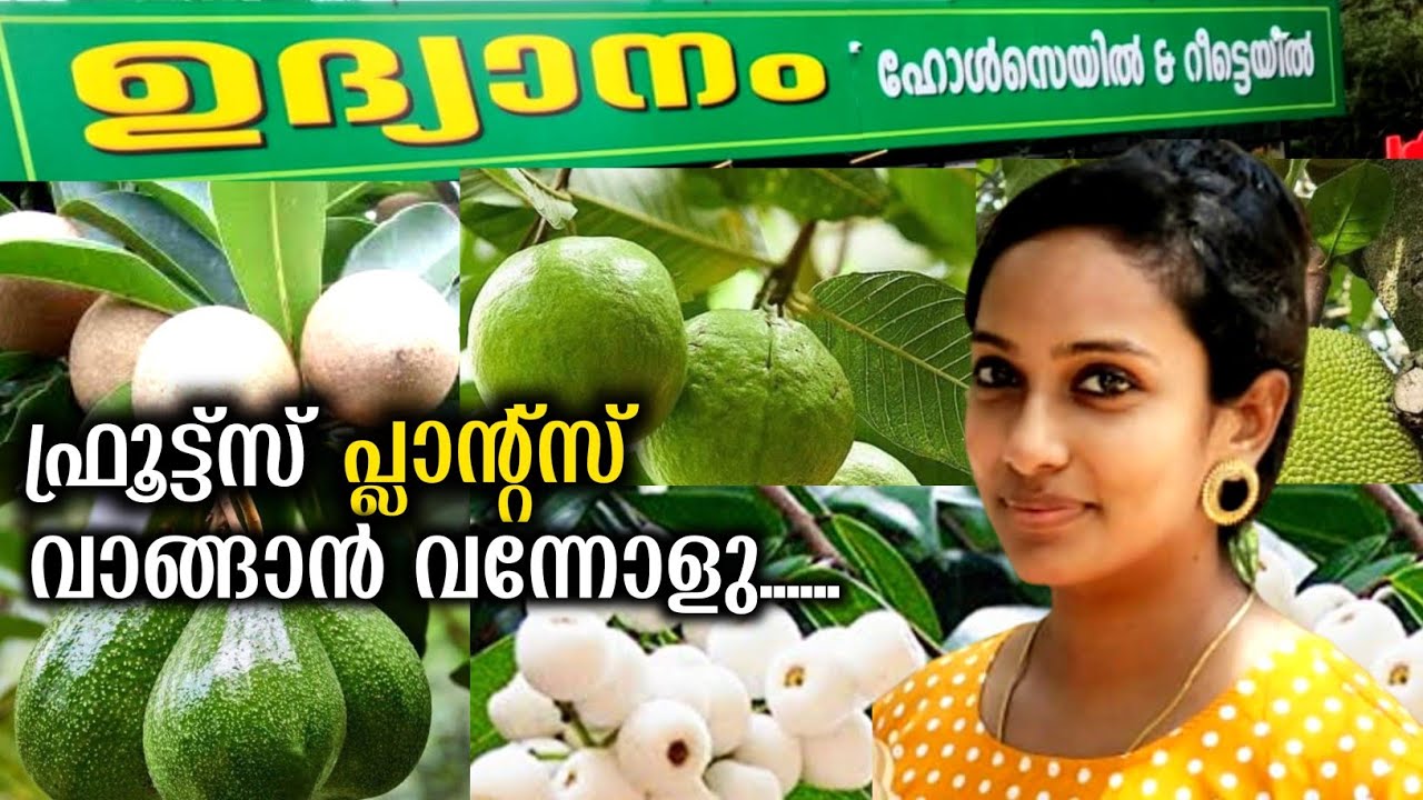 ഇത്രയും വിലക്കുറവിൽ ഇത്രയും വലിയ Fruits Plants ലഭിക്കുന്ന കേരളത്തിലെ നഴ്സറി/Fruits Plants In Kerala
