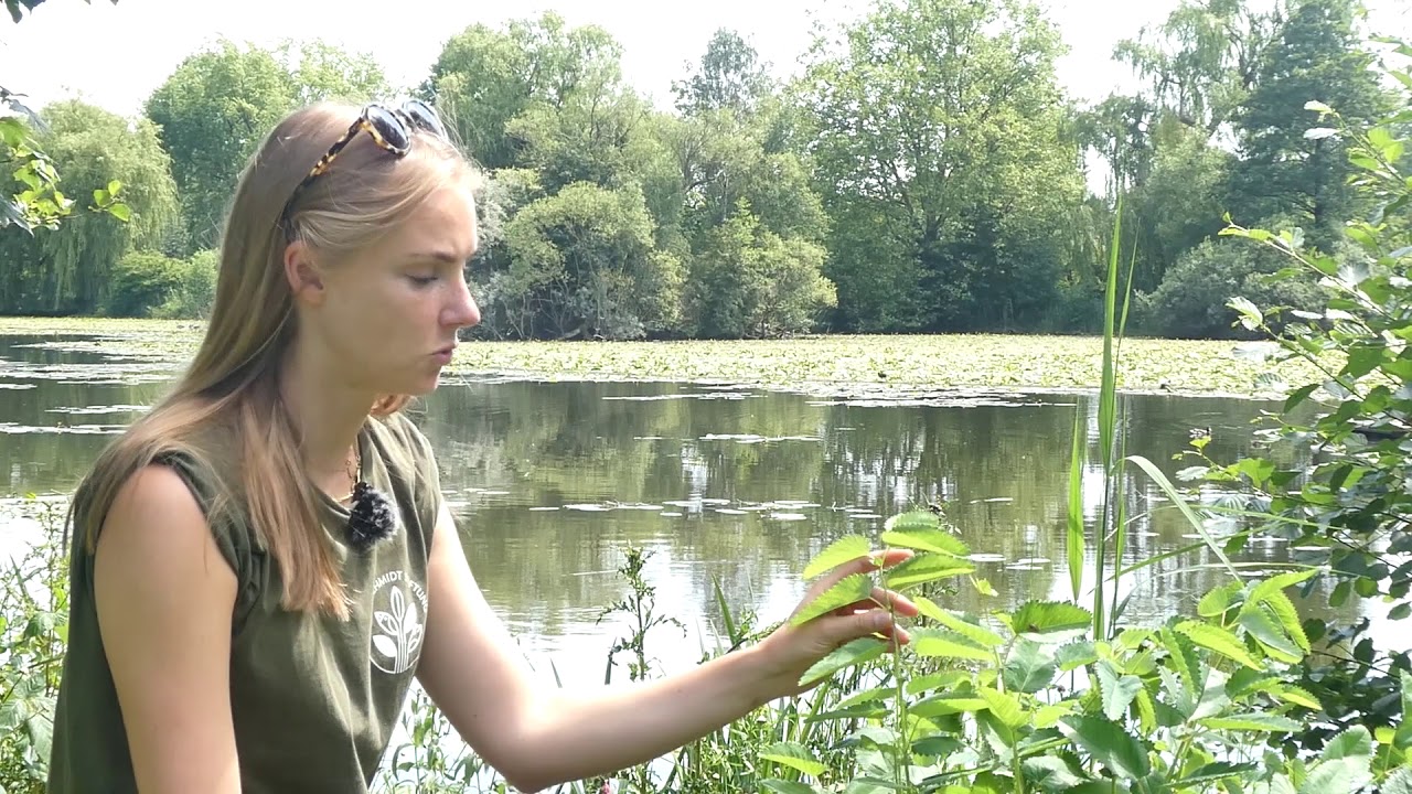 Großer Wiesenknopf - Blume des Jahres 2021