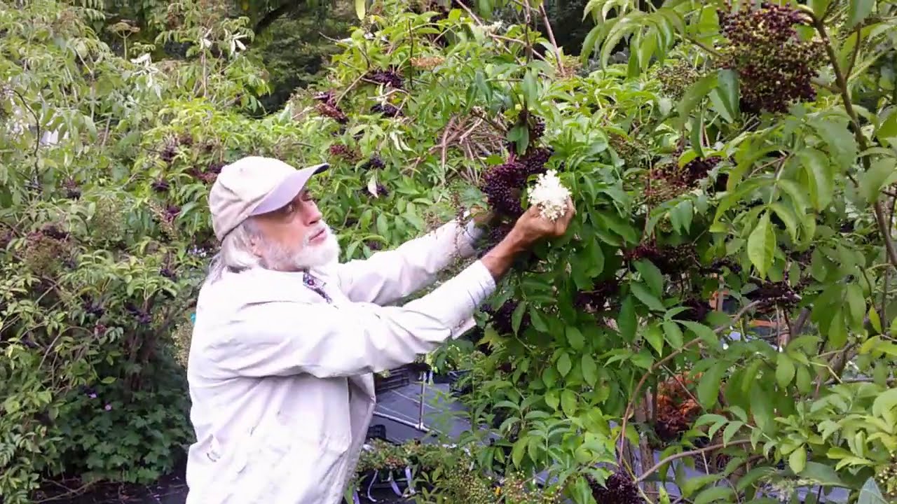 Harvesting American black elderberries in late summer
