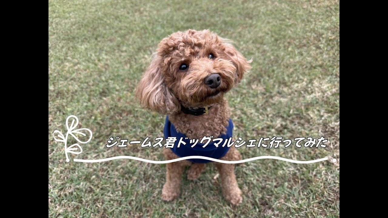 ジェームス君ドッグマルシェに行ってみた
