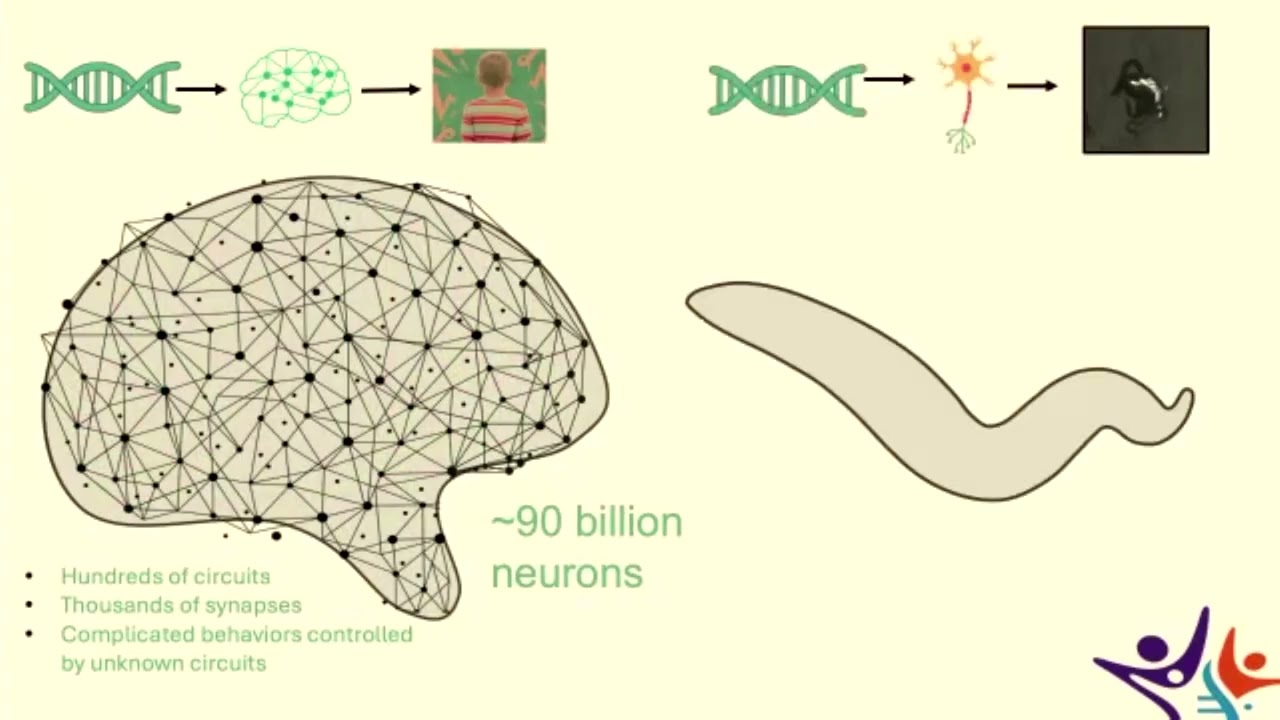 From Fins to Fur: Using Mouse and Zebrafish Models to Understand and Cure GRI Disorders