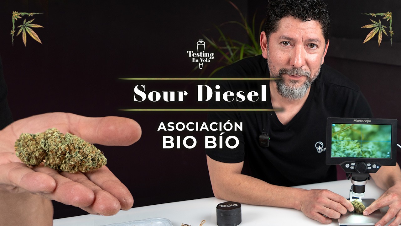 PROBANDO LA VARIEDAD SOUR DIESEL DE ASOCIACI&Oacute;N BIOBIO // TESTING EN VOL&Aacute;