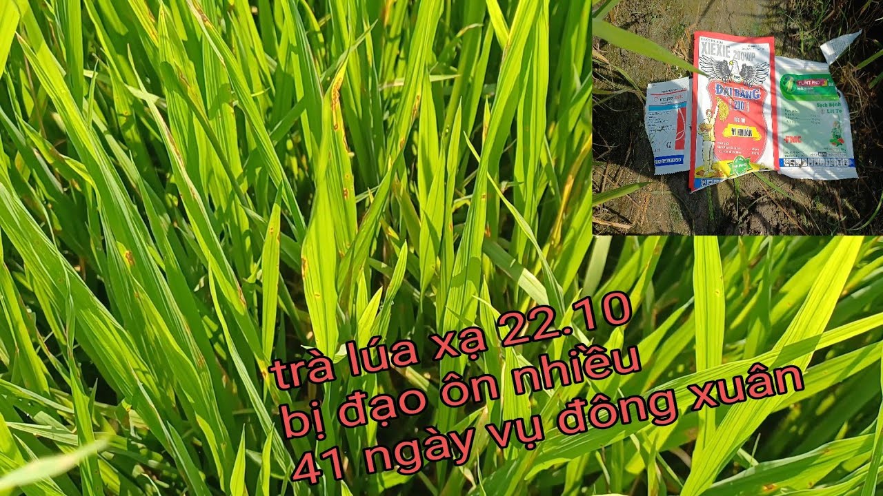 Cảnh báo trà lúa vụ đông xuân bị đạo ôn nặng 