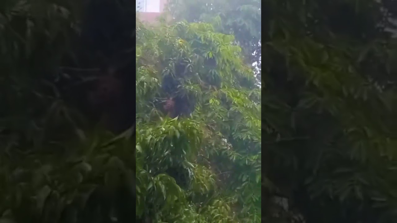 #rain #thunderstorm #patna heavy rain in patna ⛈️⛈️