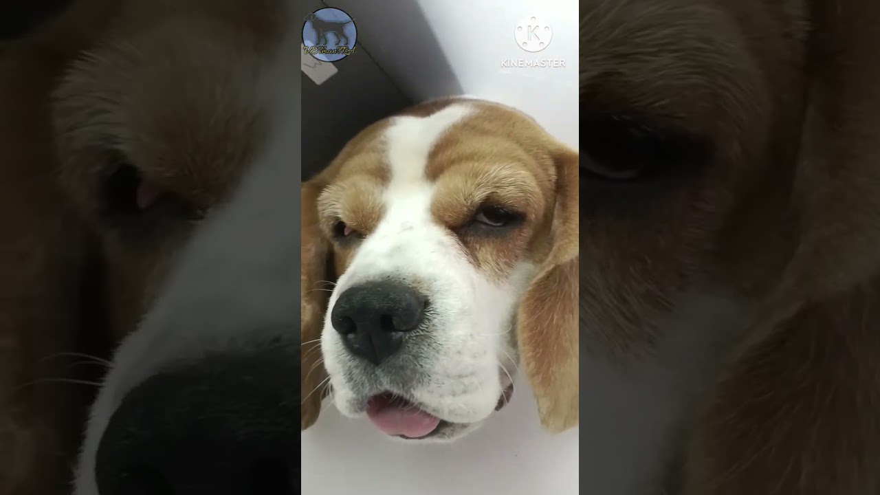 cherry eye in beagle dog and its treatment 