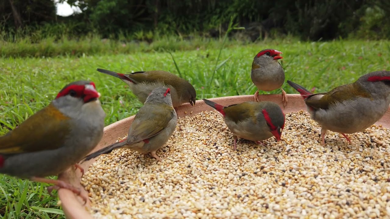 Red Brows with young feeding in the garden