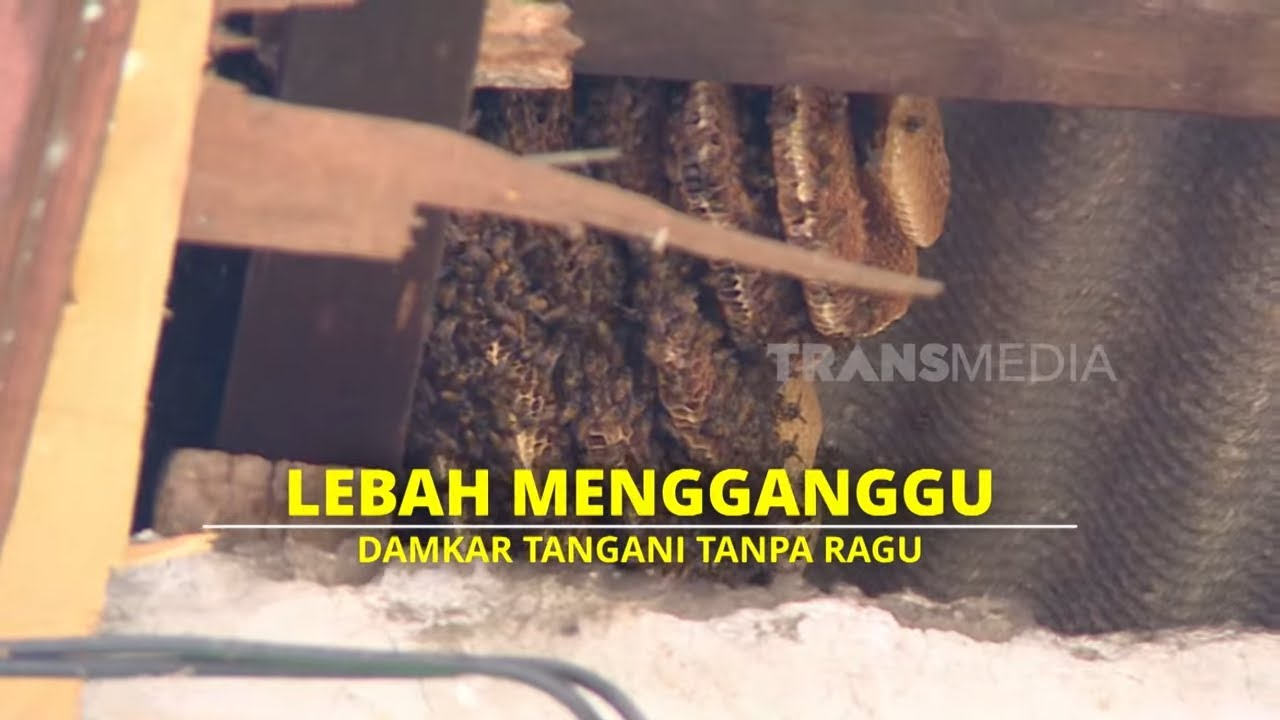 Lebah Mengganggu Damkar Tangani Tanpa Ragu | UJUNG-UJUNGNYA DAMKAR (29/04/25) P1