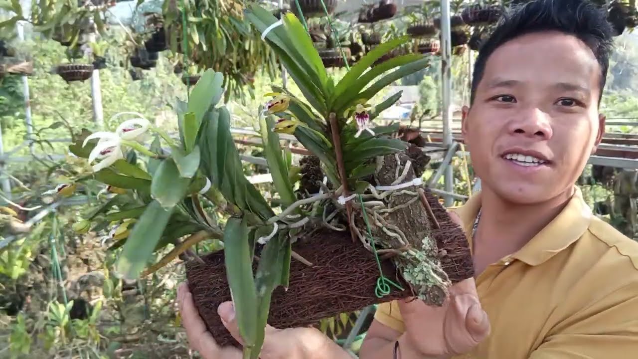 28/2 Zalo 0822681162 a thái bán lan rừng thuần đùi gà, TBS, chồn đang nụ đẹp rẻ @LanRừngSìnHồ 