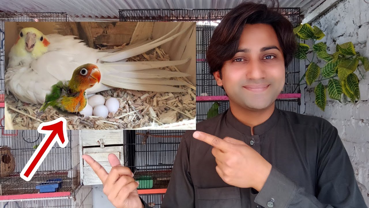 Cocktail parrot egg hatching Lovebirds  ?🤔🐣