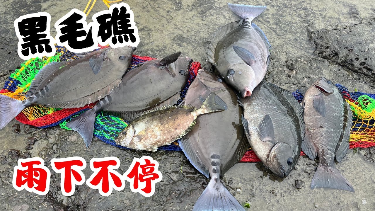 #藻餌磯釣#東北角#黑毛礁#口太グレ