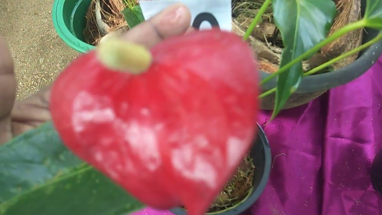 එන්න,අැන්තූරියම් මල් එක්ක පැල ගන්න,🌱🌷🌷20 plant sale, What's app 0713609685 message or call 