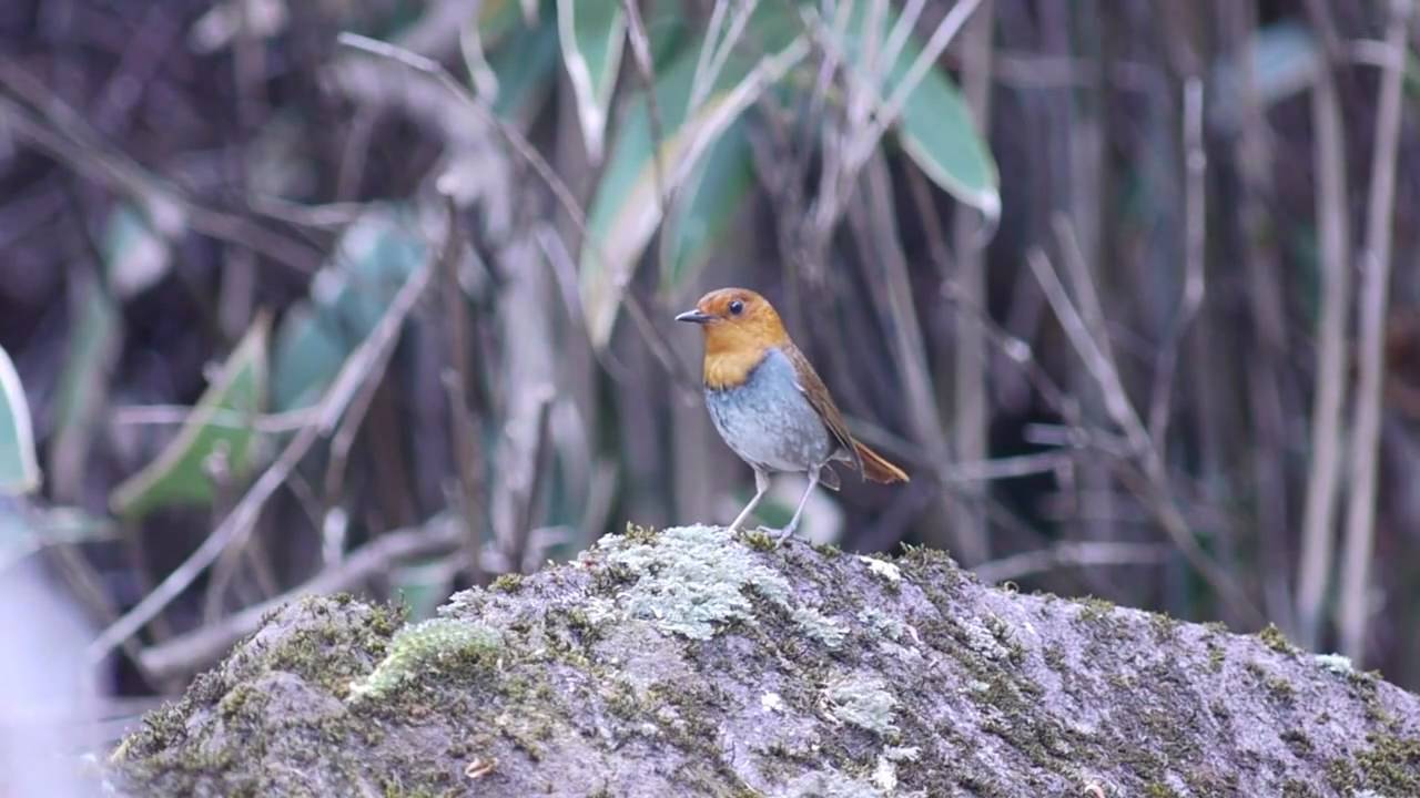 Japanese Robin singing