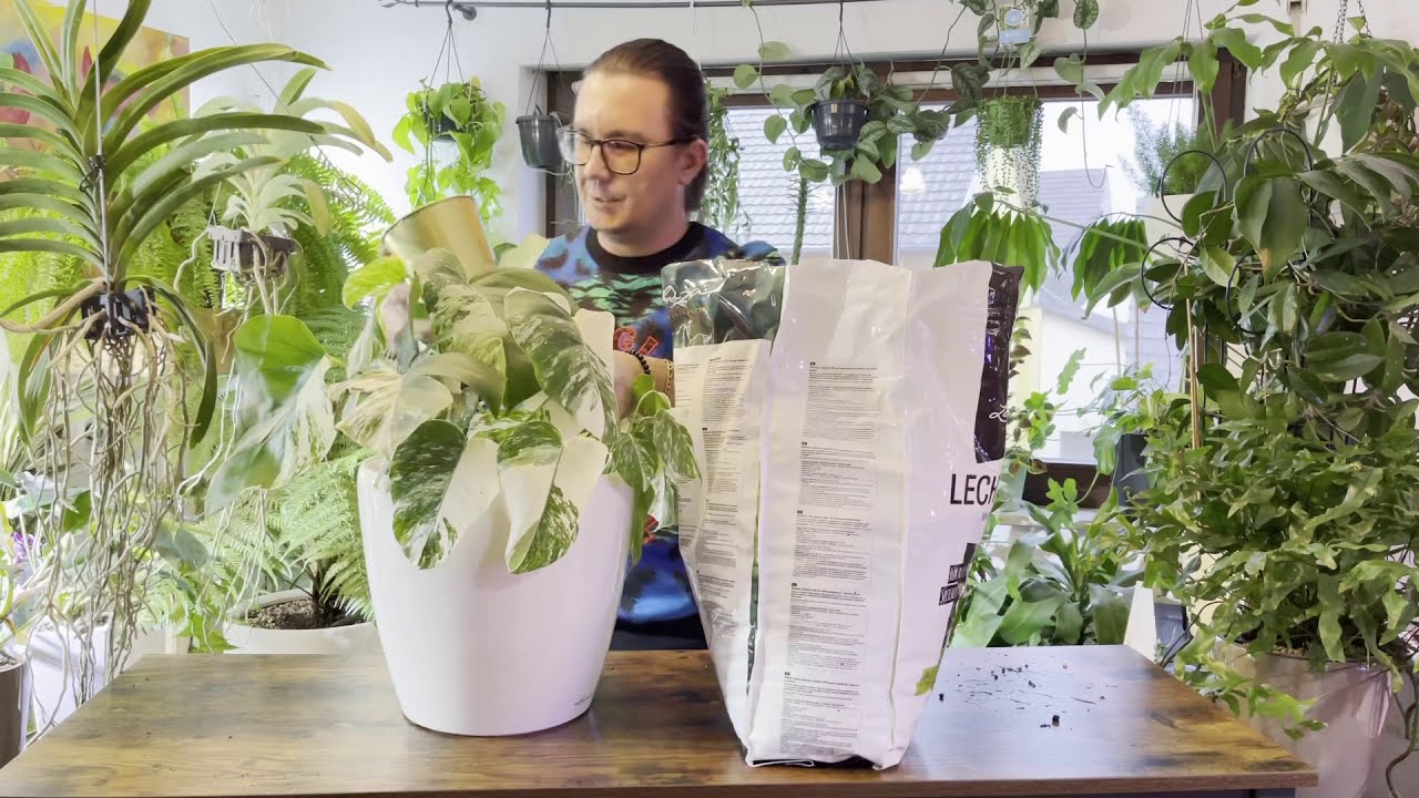 #LECHUZA MONSTERA VARIEGATA  PRZESADZAMY DO PON SUBSTRATU doniczki lechuza