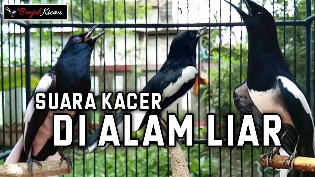 Suara Kacer Ngeplong Pagi Hari Di Alam Liar Untuk Terapi Kacer Macet - BONJOL KICAU